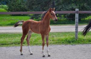 Rivalia Filly