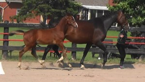 Special Edition 2web