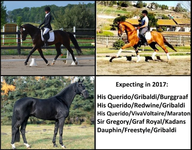 expecting-in-2017-small