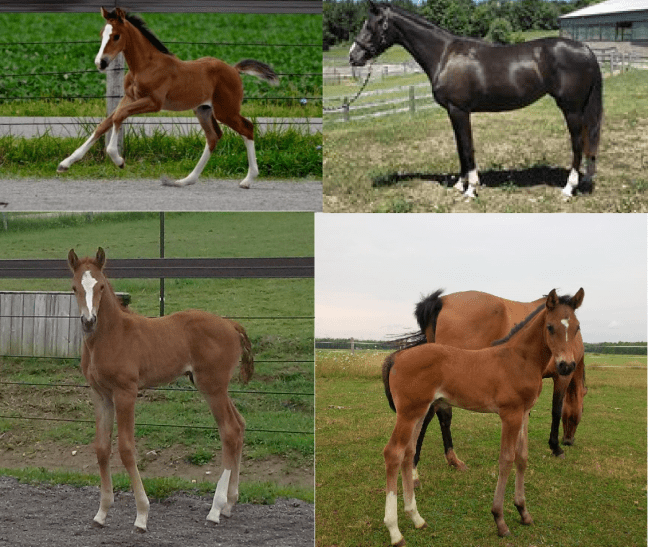 Vivika foals.png